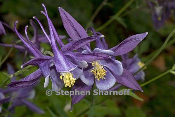 aquilegia glandulosa 2 graphic